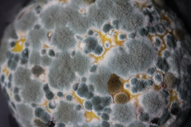 cocoa fermentation: avoiding moldy cocoa