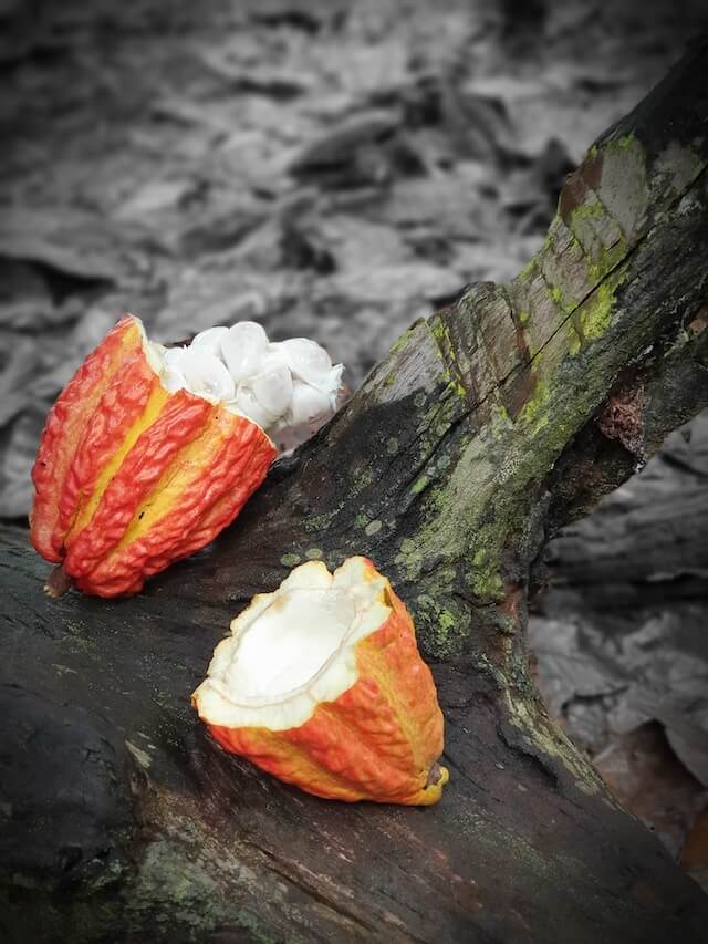 cocoa fermentation: behind the scenes