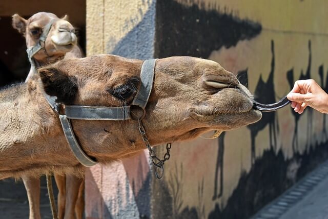 A camel with its tongue out

Description automatically generated