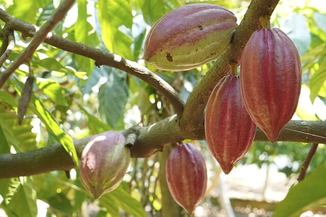 A close-up of a tree branch with fruitsDescription automatically generated