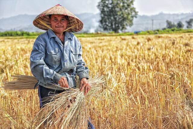 A person in a straw hat holding straws in a fieldDescription automatically generated
