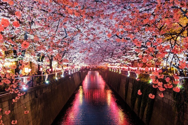 A canal with pink flowers and lights

Description automatically generated
