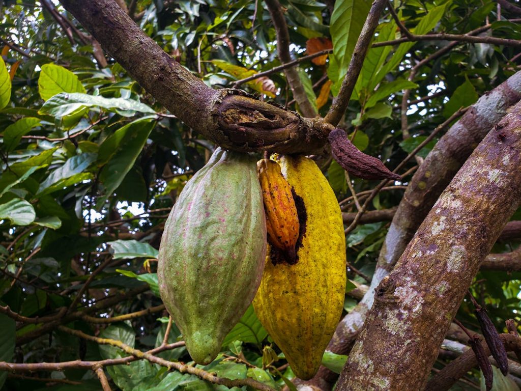 cocoa market trends
