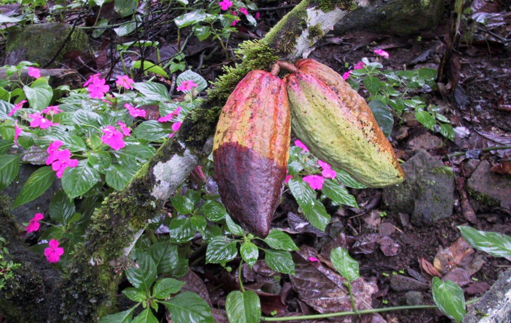 Disease-Resistant Cocoa