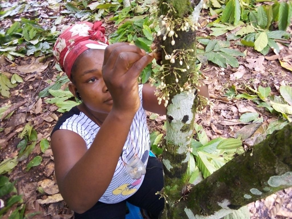 innovative solutions for cocoa pollination