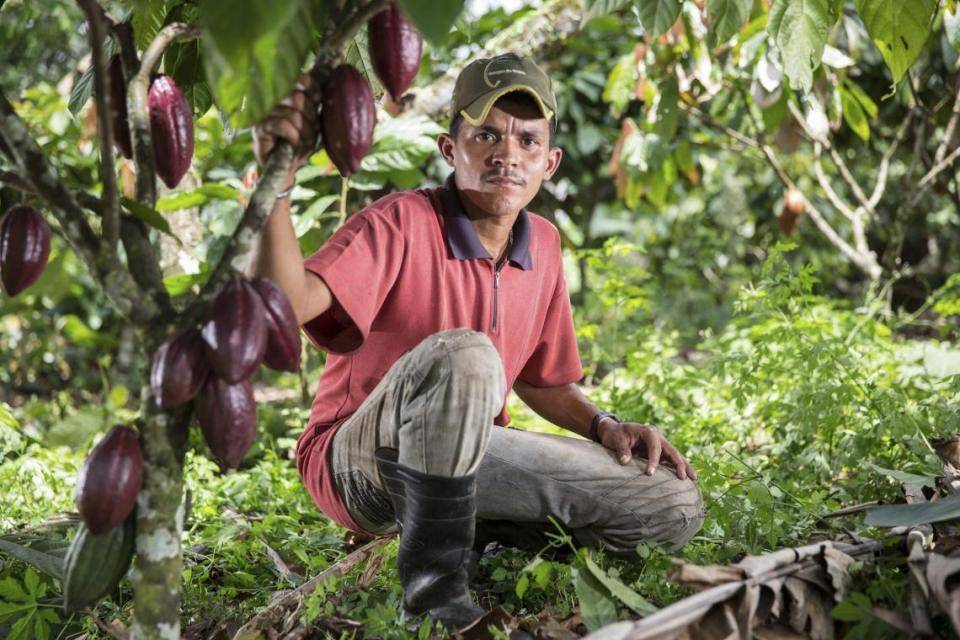 brazil on cocoa plan